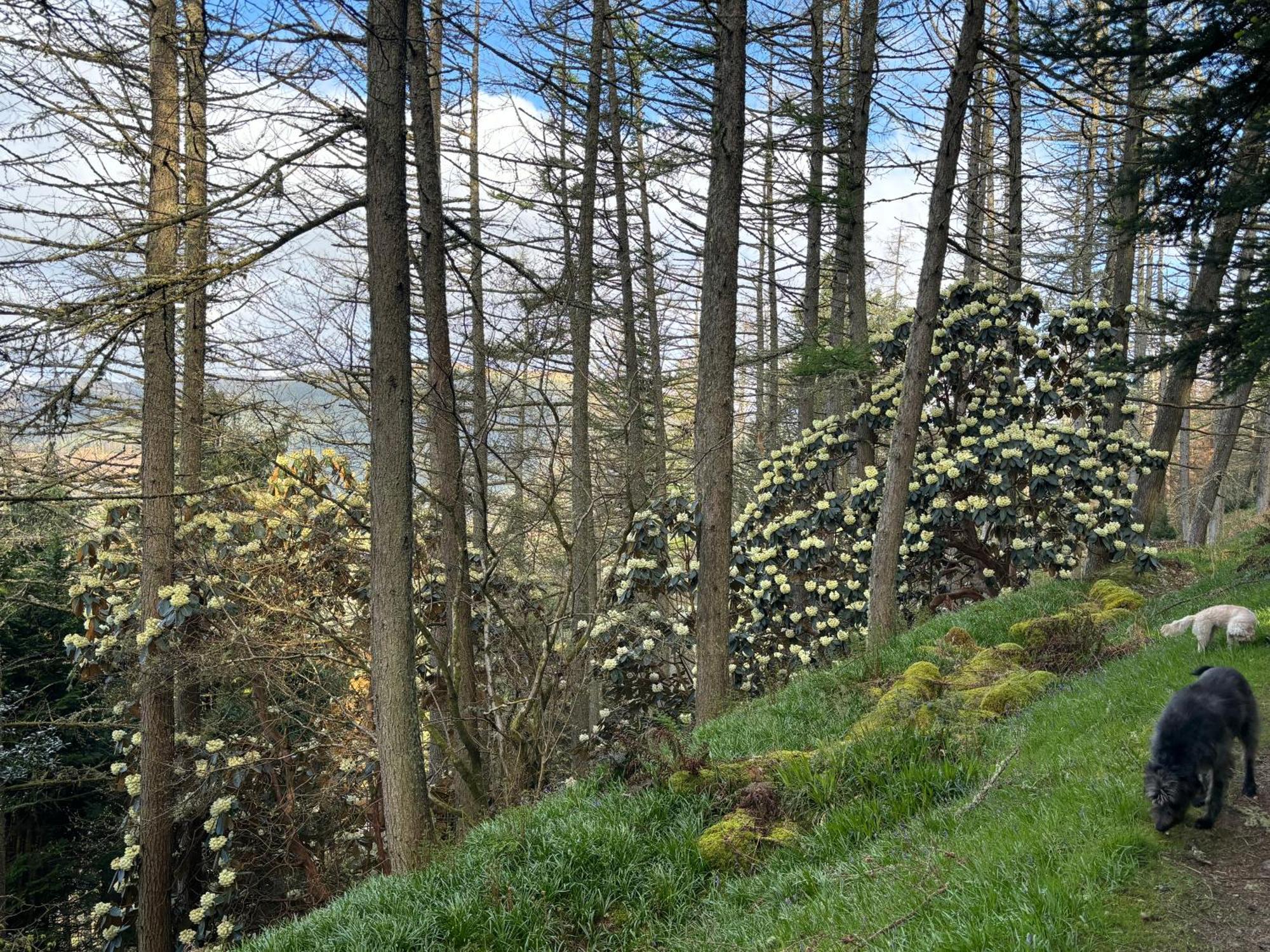 North Lodge Kilmun Exterior photo